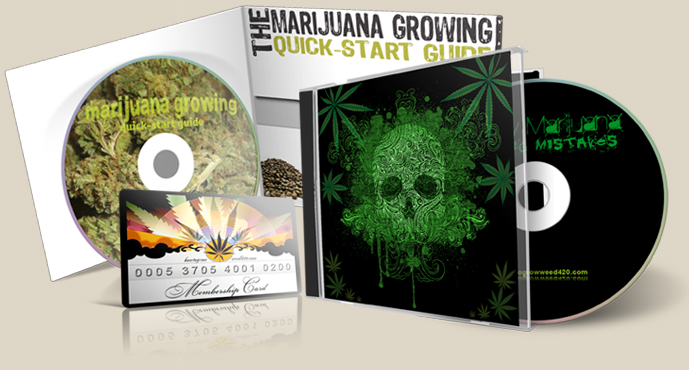 growing elite marijuana how to