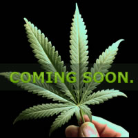 grow your own weed with the greatest marijuana tutorials around.