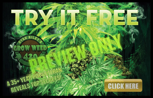 Find out the absolute best light to use when growing weed!