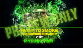 growing weed with the dankest yielding nugs of harvesting