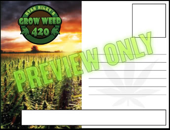 Frosty nugs with this heavy sparkling yield tips for growing your own weed with LED grow lights articles today.