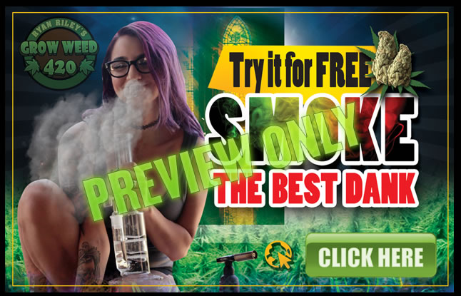 Find out the best 12-12 marijuana lighting cycle for growing your own weed.