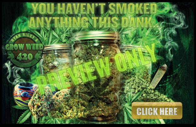 Find out the best marijuana lighting schedule for bombtastic pot.