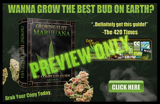 Training and pruning your weed for maximum harvest yield.