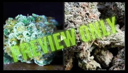 Growing weed for organic home gardeners.