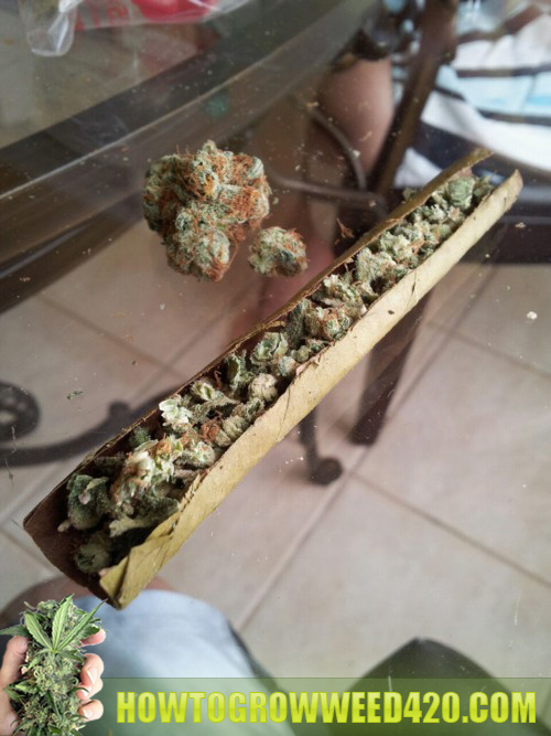 home bud