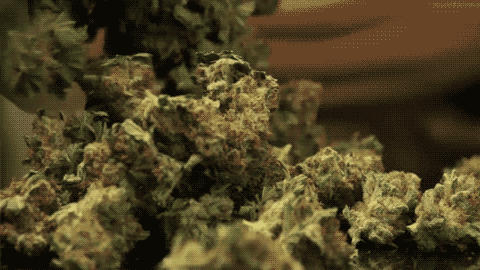 marijuana grow guide
