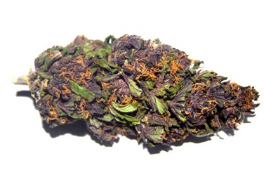 purple haze growing elite marijuana pdf free