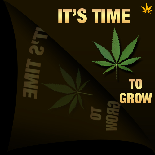Make marijuana yields grow faster smoke the dankest nugs!