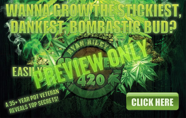 See the best marijuana nutrients for growing bud weed for beginners.