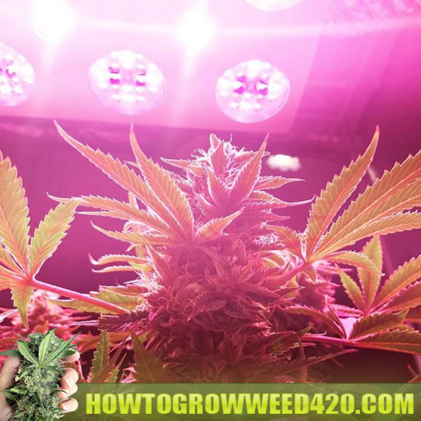 grow LED indoors pot marijuana plants for beginners