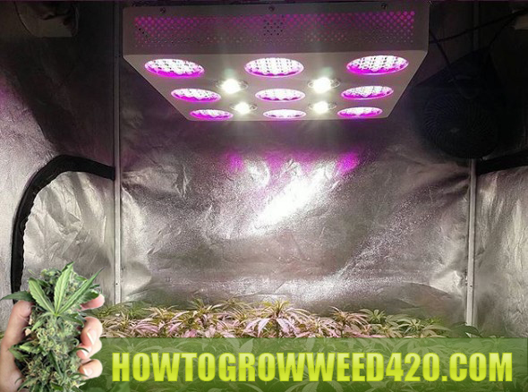 marijuana LED pros and cons for growing indoors