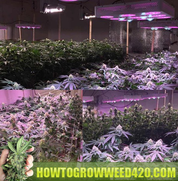 growing cannabis with an LED grow light