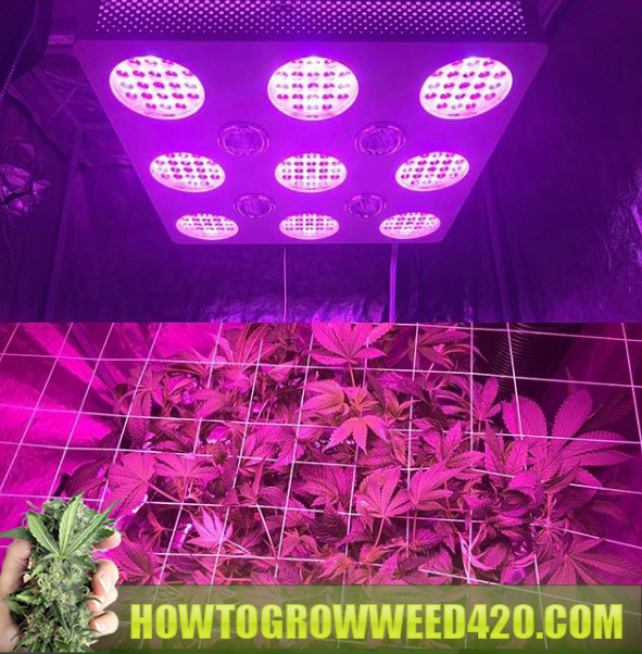 marijuana grow LED light