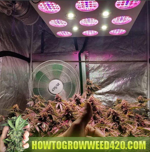 ryan rileys marijuana grow room