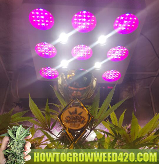 marijuana grow LED bud beacon ryan riley best