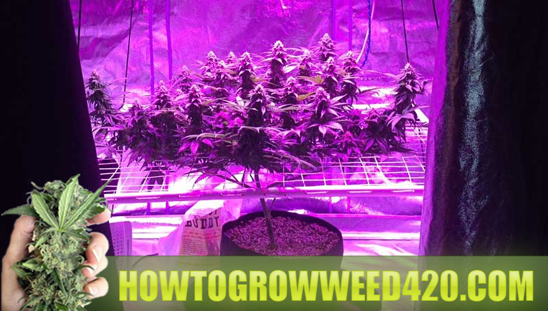 marijuana grow lights