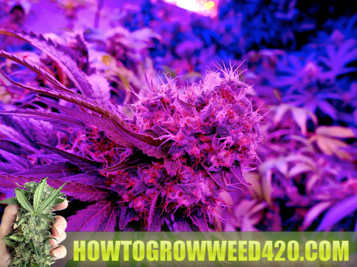 how much can I yield with LED lights growing marijuana weed
