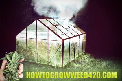 grow weed